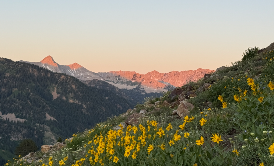 Pfeifferhorn in the morning sun and wildflowers