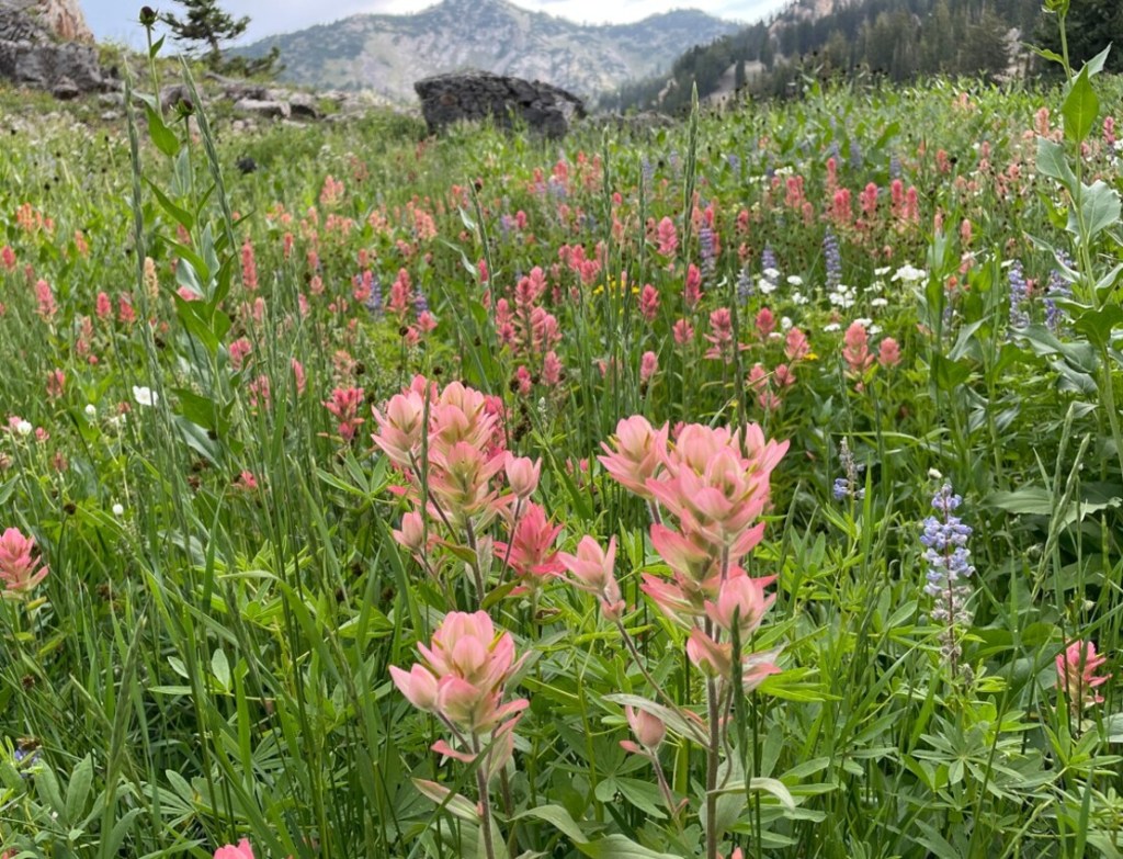 Pink Indian paintbrush in Albion Basin