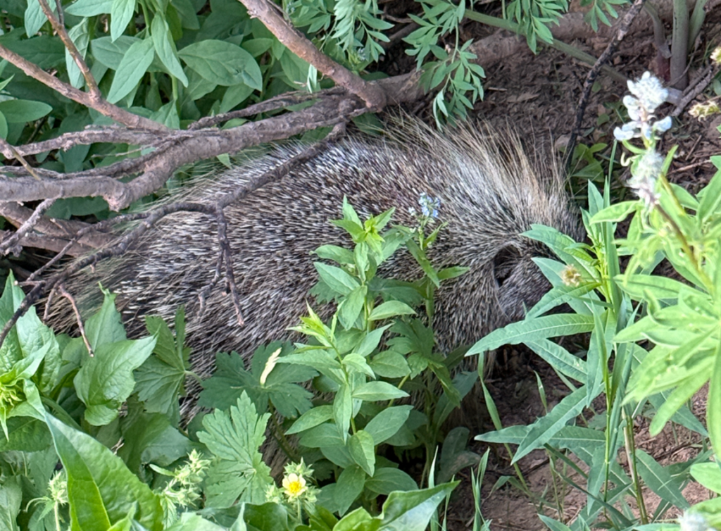 Porcupine at Alta