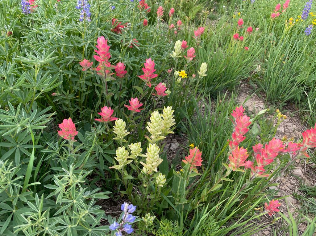 Red and yellow Indian Paintbrush in Timp basin