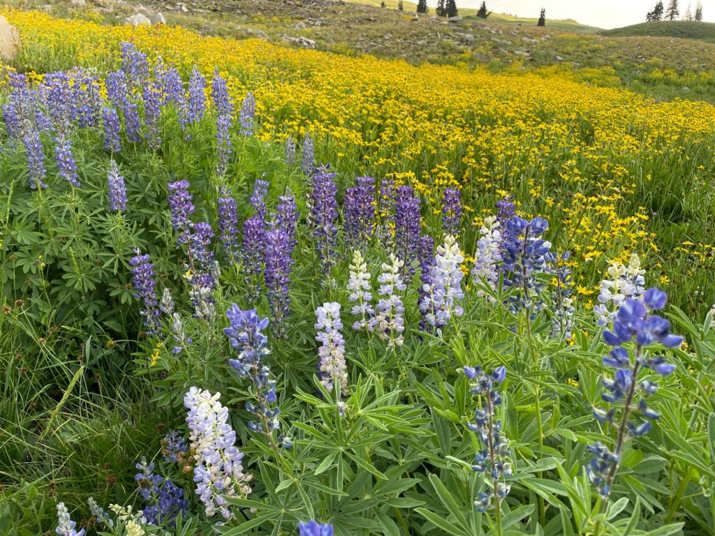 Stunning wildflowers in the Timpanogos basin