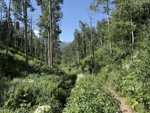 Wasatch Crest Trail View along a stream