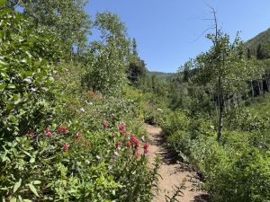 Wildflowers along the Desolation Lake Crest Trail