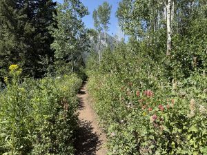 Part of the Desolation Lake Crest Trail