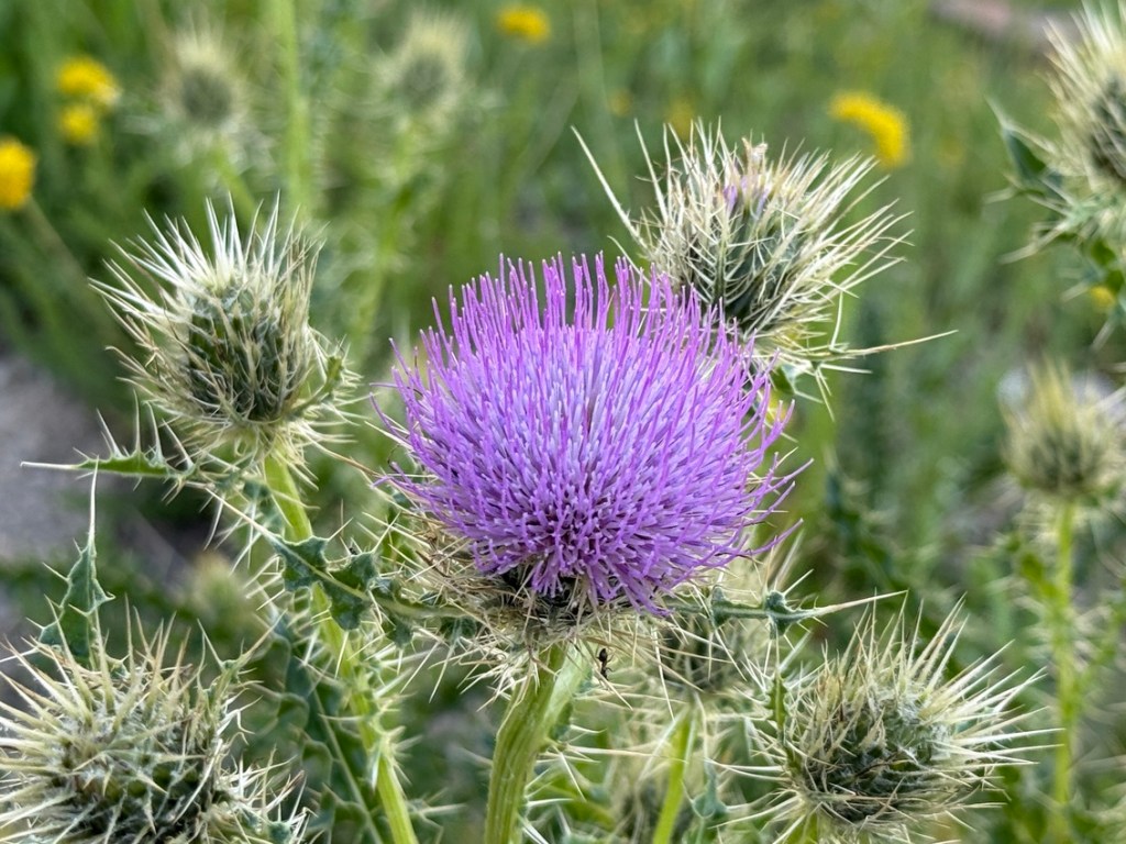 Purple thistle at Alta
