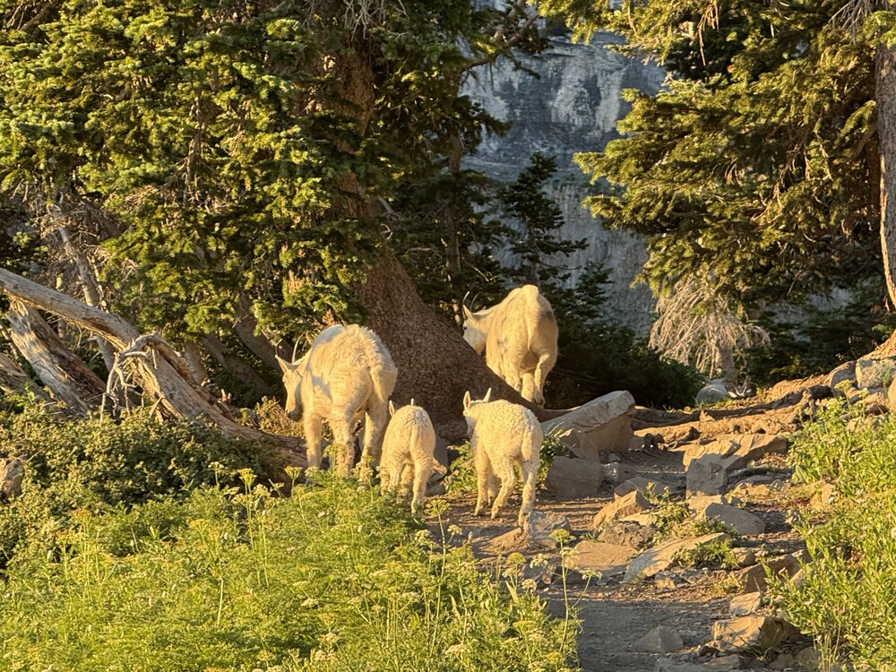 Timpanogos trail - mountain goats with babies