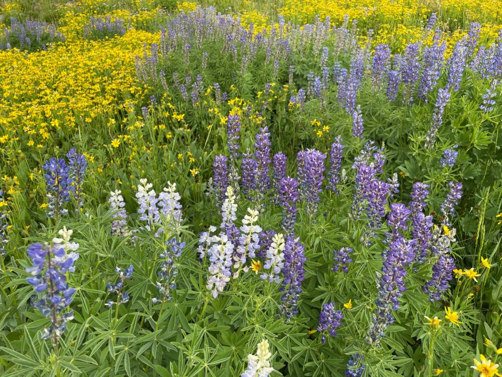 Timpanogos basin amazing wildflowers