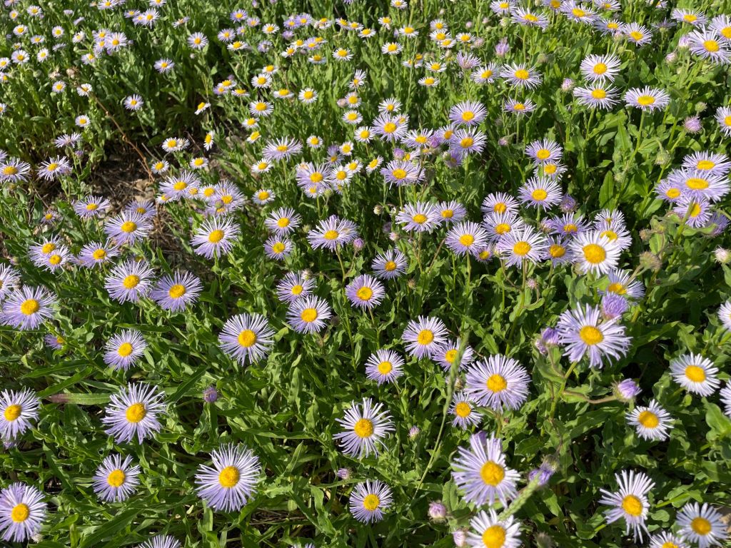 Timpanogos basin Aspen dasies