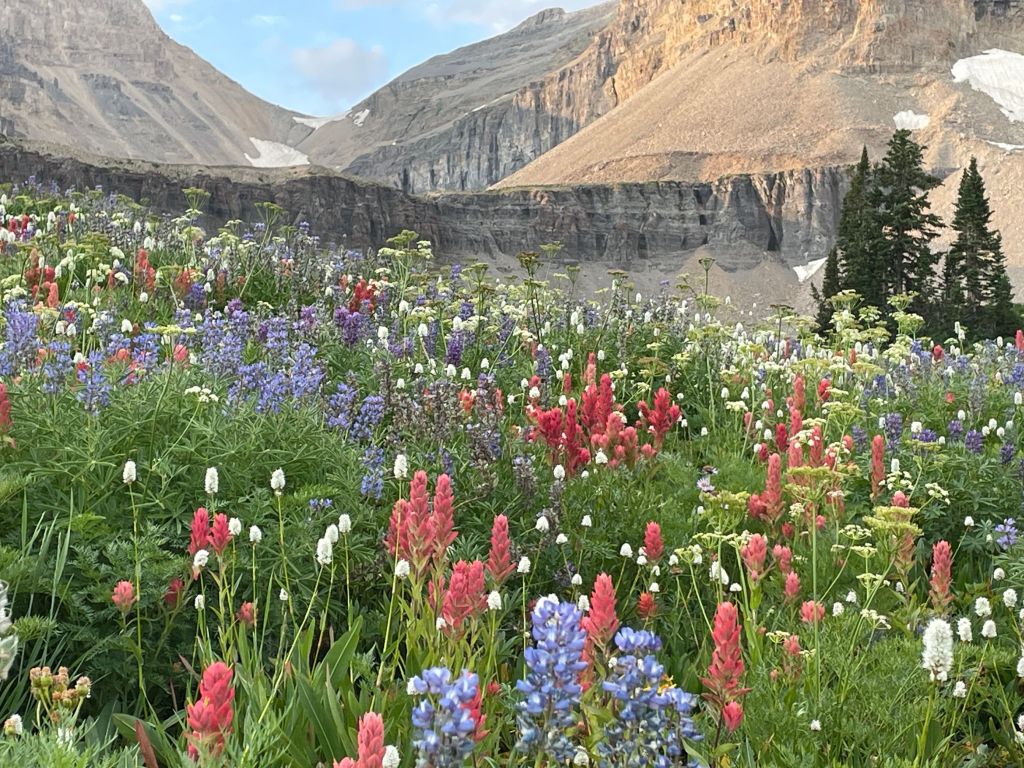 Timpanogos basin blue, wite and red wildflowers