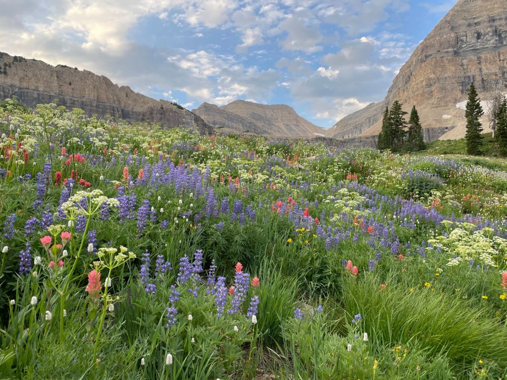 Timpanogos basin colorful wildflowers