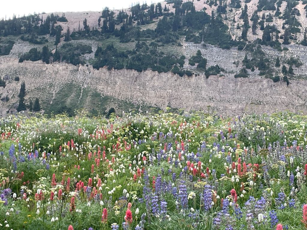 Timpanogos basin red, white and blue wildflowers