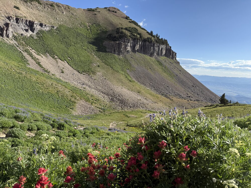 Timpanogos Trail wildflowers and view