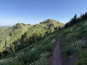 Wasatch Crest Trail with shade