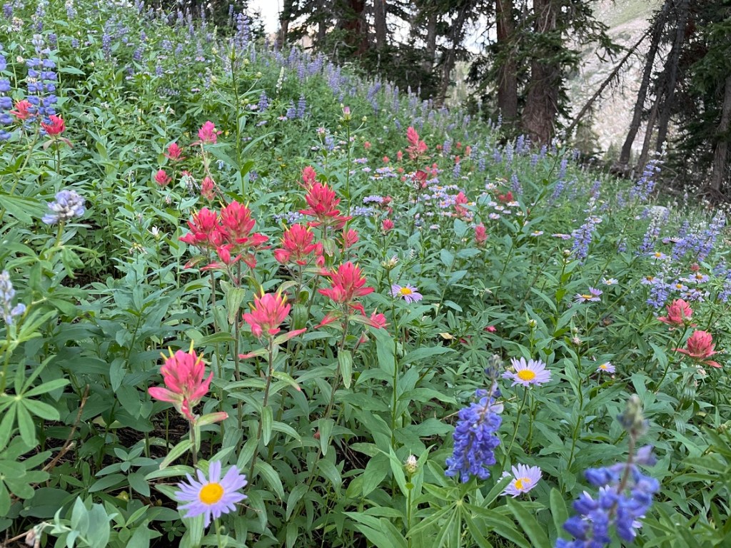 Very colorful wildflowers at Alta