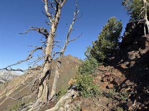 View of Mt. Superior from just below the summit of Cardiff Peak