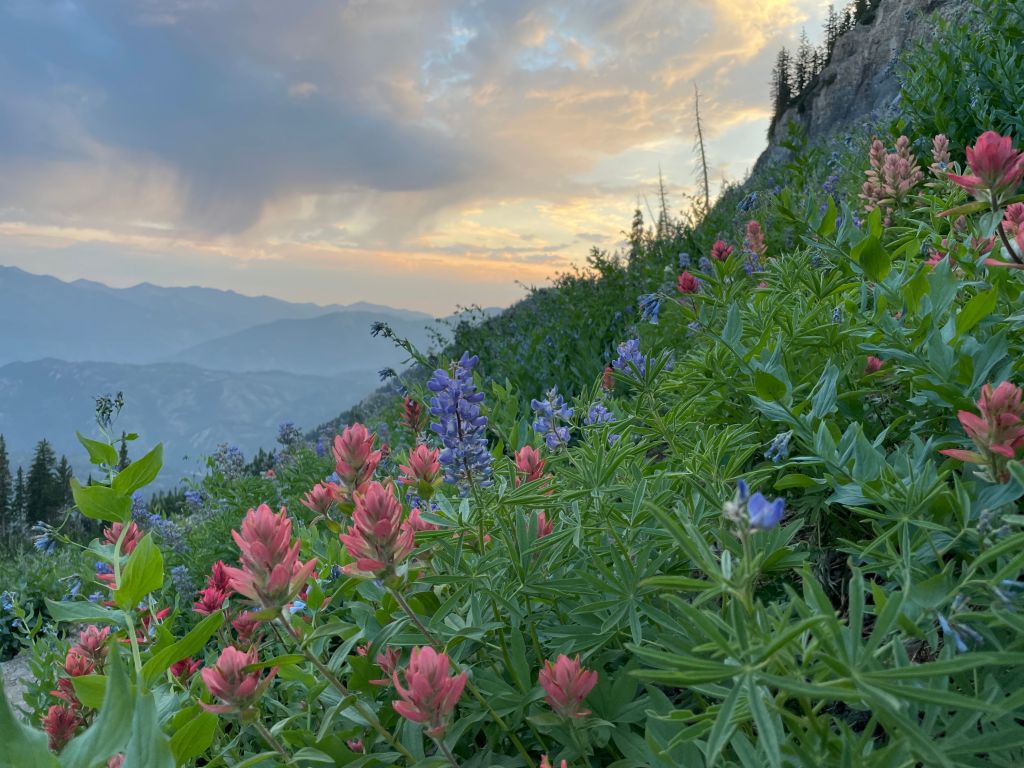 View from Mt. Timpanogos trail with lupine and Indian paintbrush