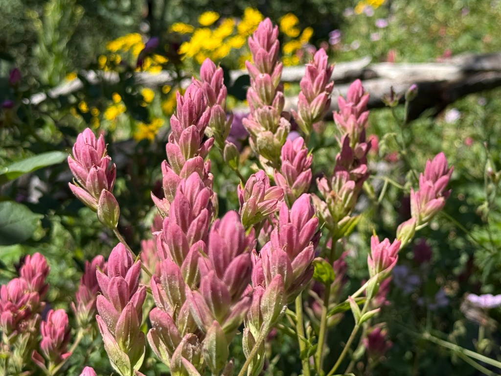 Yellow flowers and Indian paintbrush on the Desolation Lake Trail