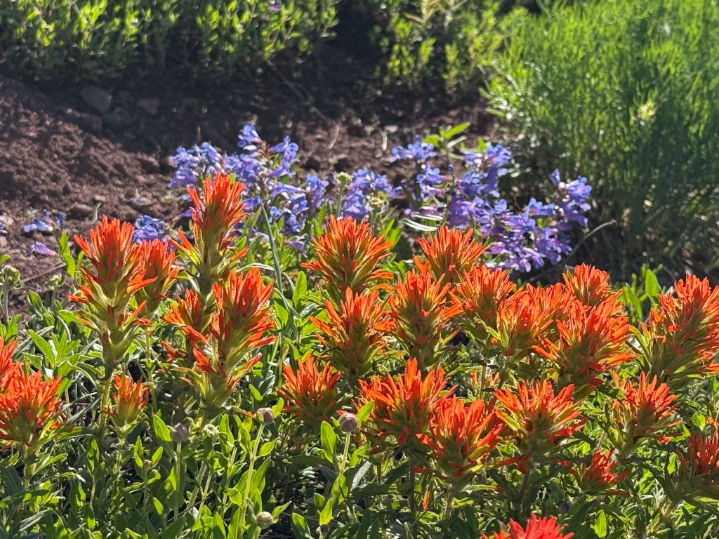 Wasatch Crest Trail wildflowers