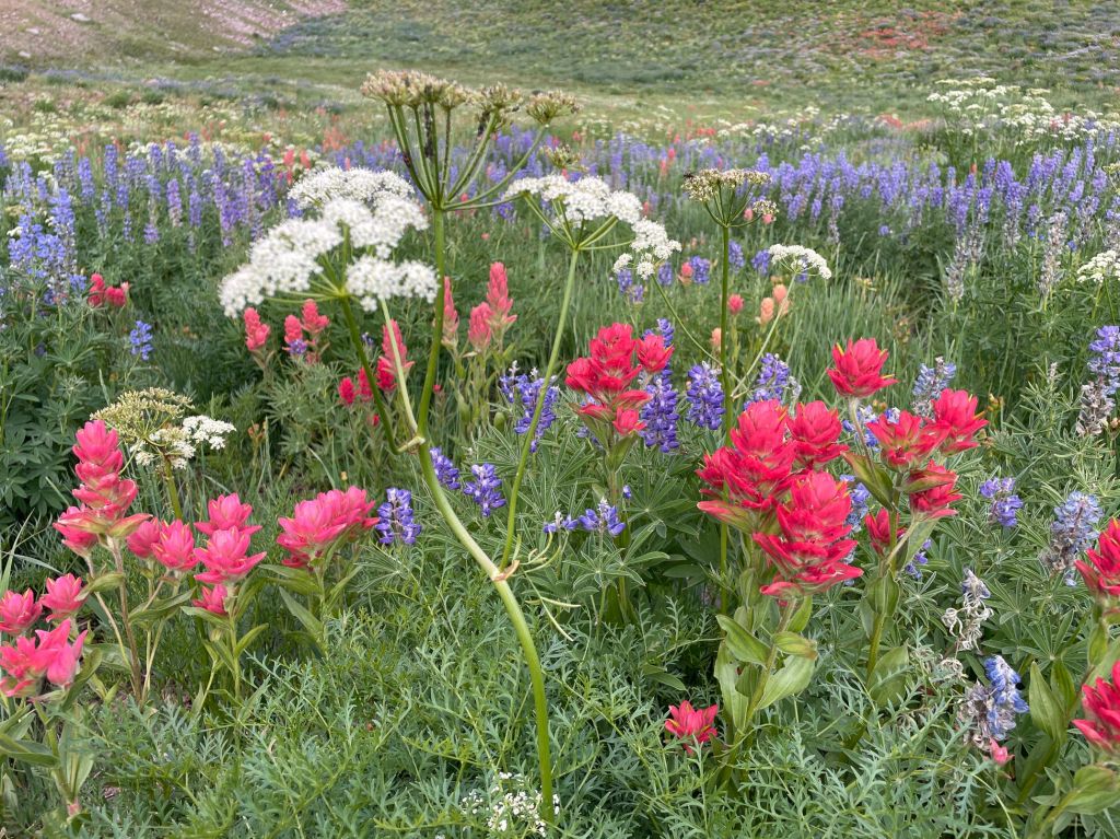 Wasatch mountain wildflowers