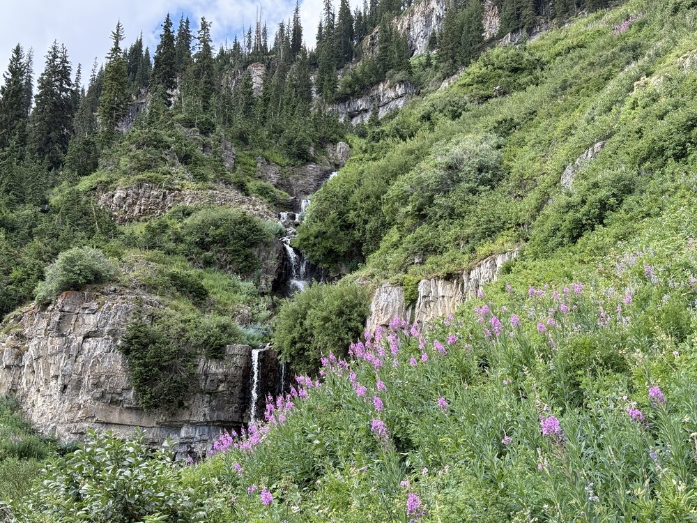 Waterfall and fireweed on the Timpanogos trail
