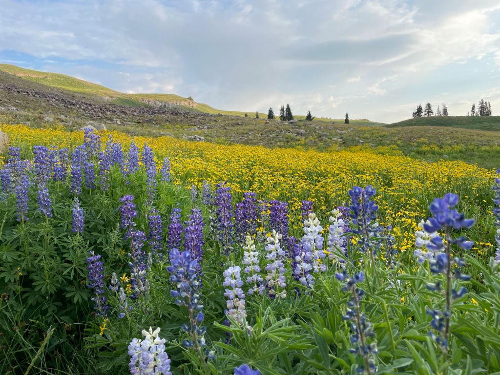 White and blue lupine in the Timpanogos basin
