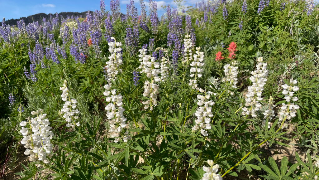 White and blue lupine with Indian paintbrush at Alta