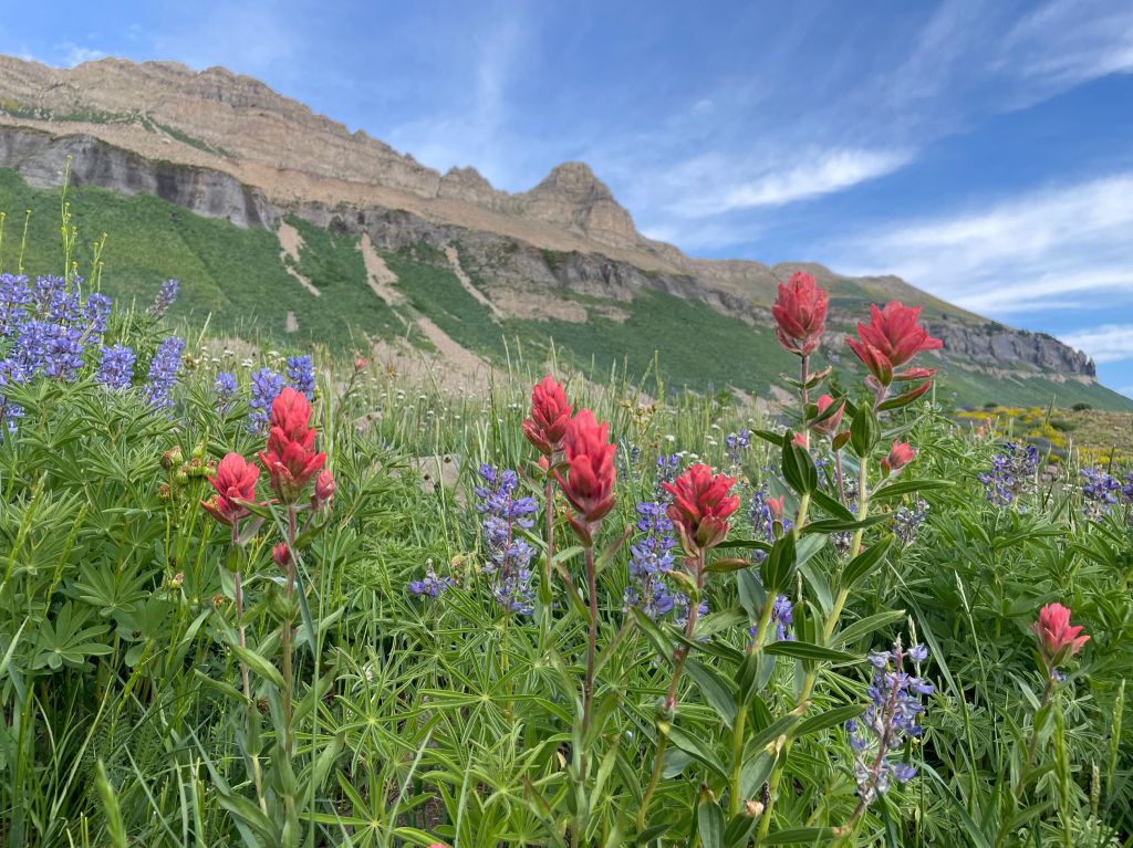 Wildflowers below Bomber Peak