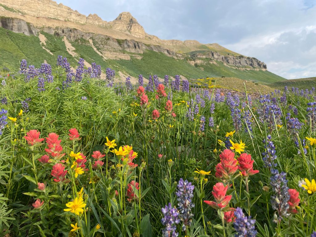 Wildflowers beneath Bomber Peak