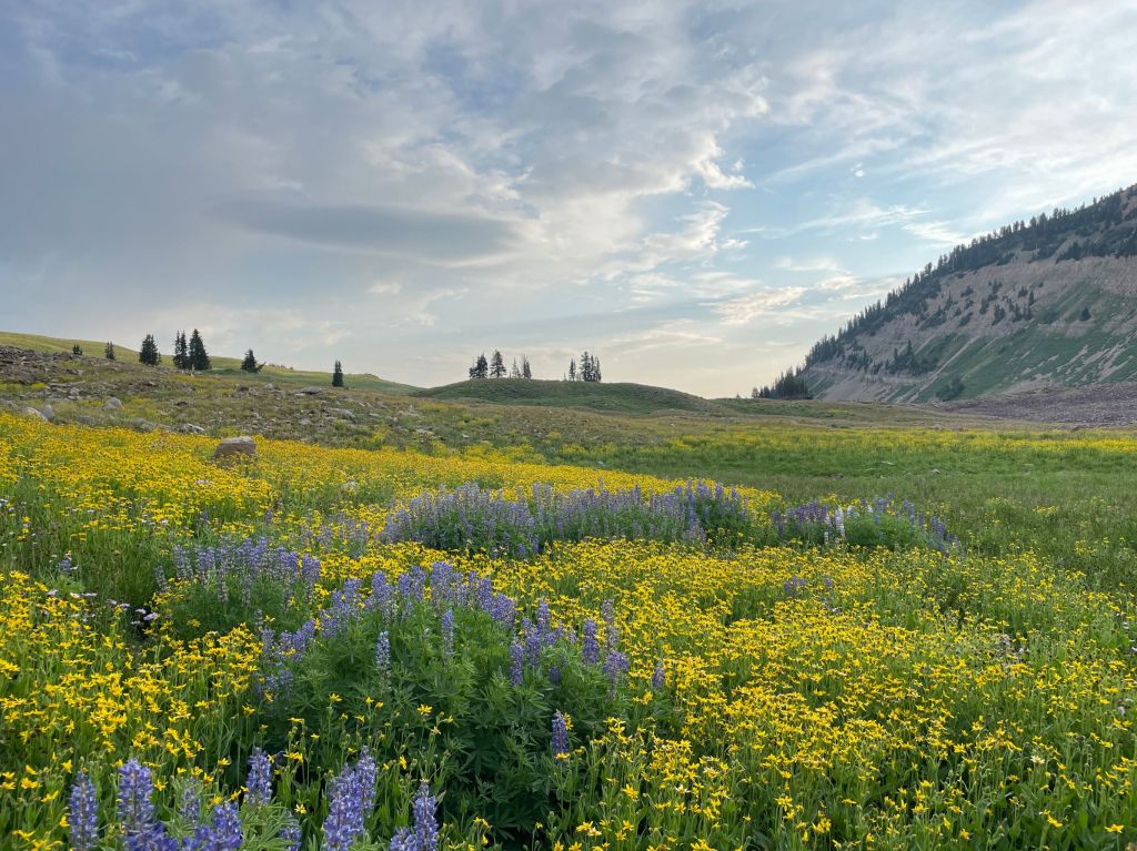 Wildflowers going on forever in the Timp basin