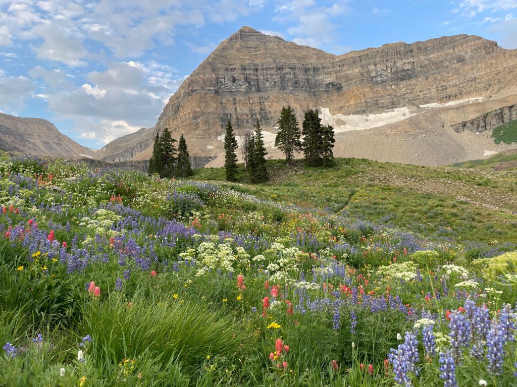 Wildflowers of the Timp basin