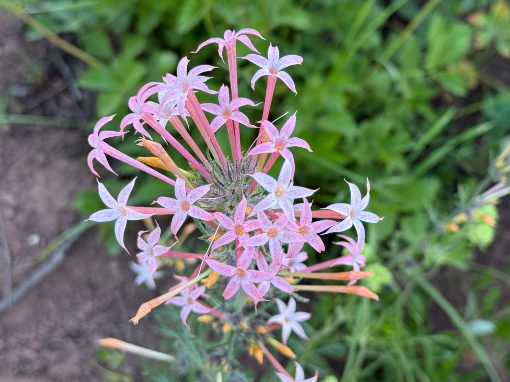 Wildflowers on the Wasatch Crest Trail