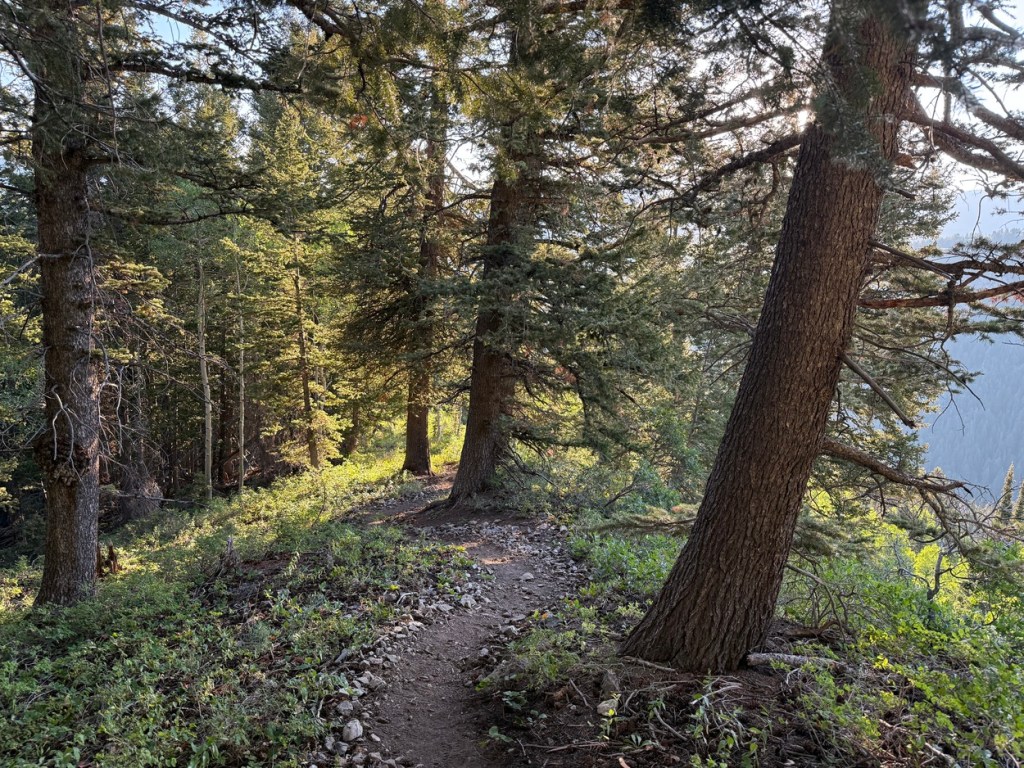 More large trees along the middle section of the Kessler Peak trail
