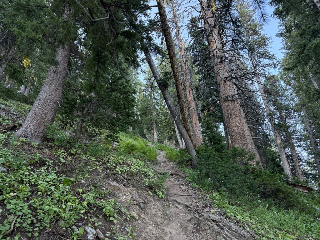 Passing through large trees in the middle section of the Kessler Peak trail