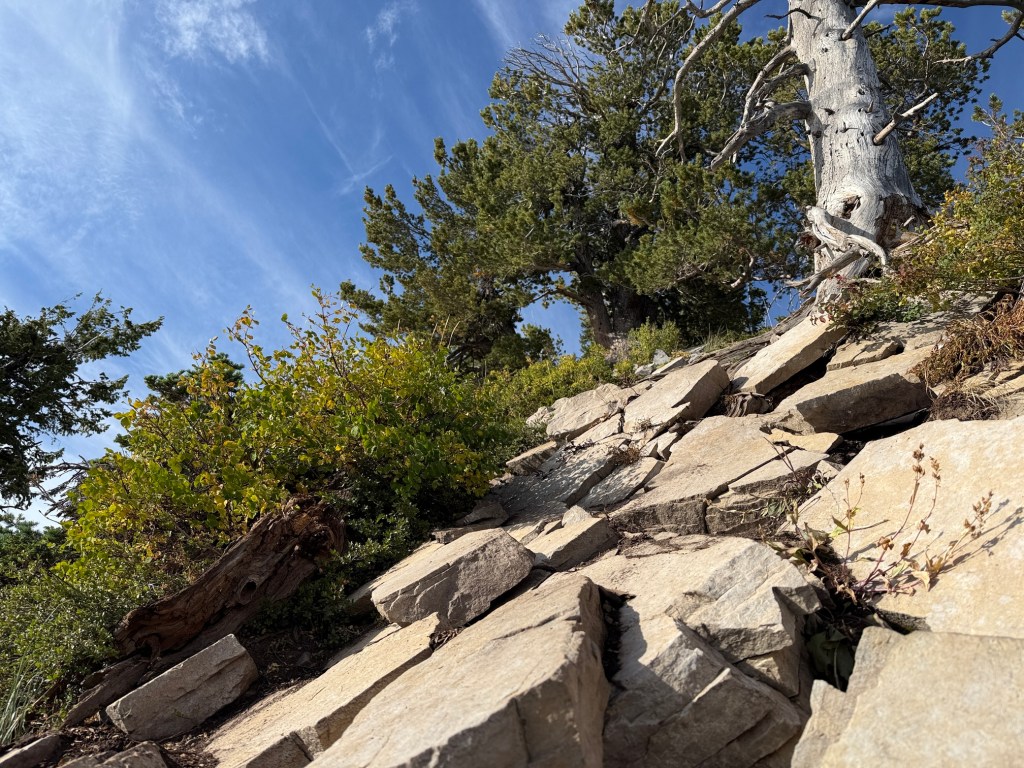 Rocky trail up Mt Raymond