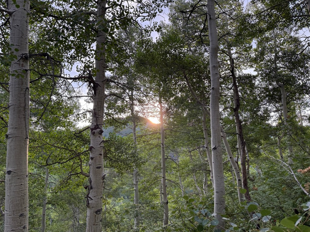 The sun rising through aspens on trail to Mt. Raymond
