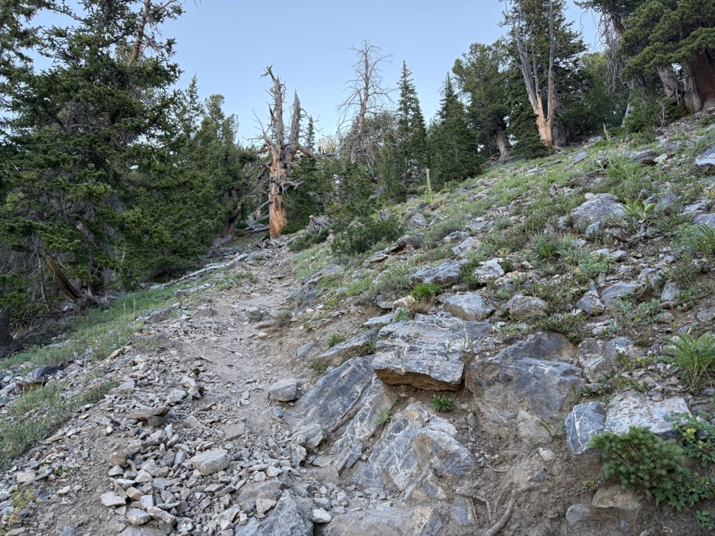 Old dead tree looking like a sentinel along the Kessler Peak trail
