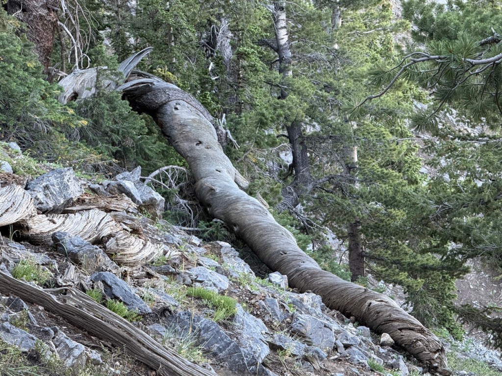 Twisted trees along the Kessler Peak trail