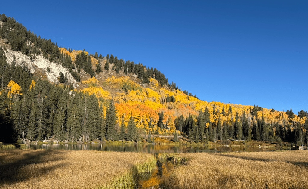 Silver Lake marsh area