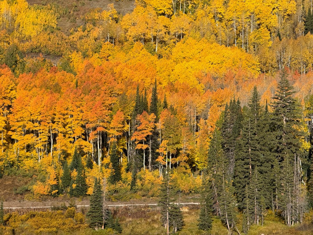 Aspen trees glowing with gold leaves at Silver Lake