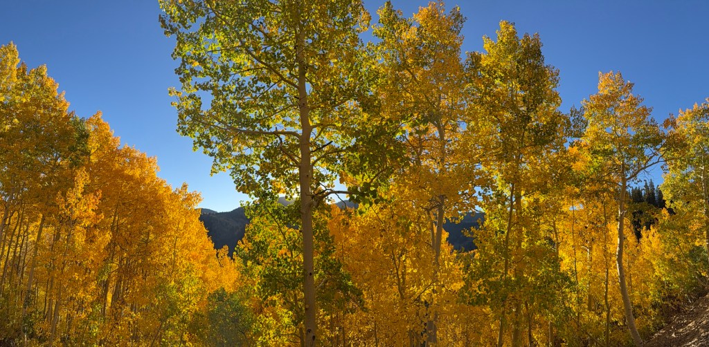 Aspens in full fall color