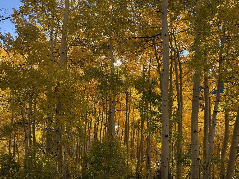The sun through golden aspen trees