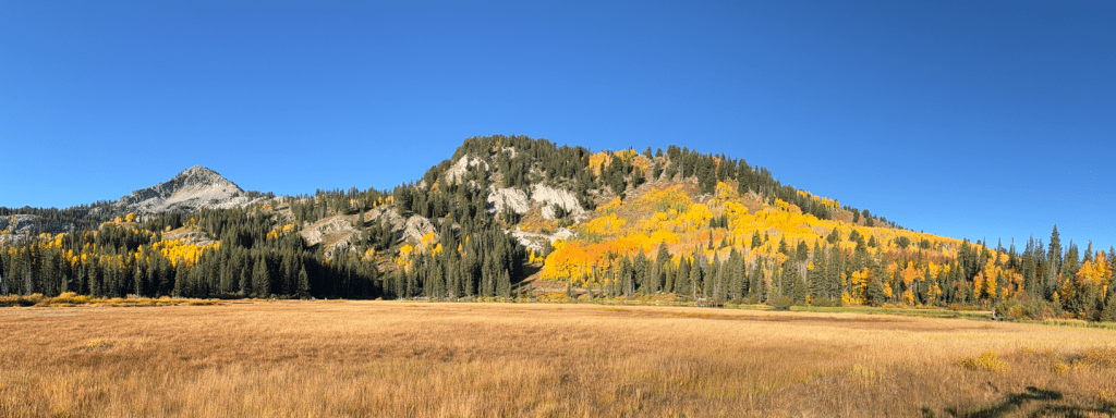 Wetland at Silver Lake