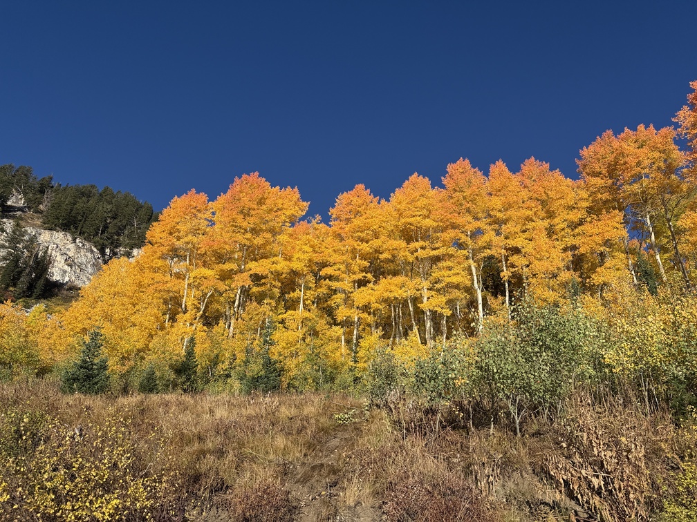 Gorgeous golden aspen trees against clear blue sky