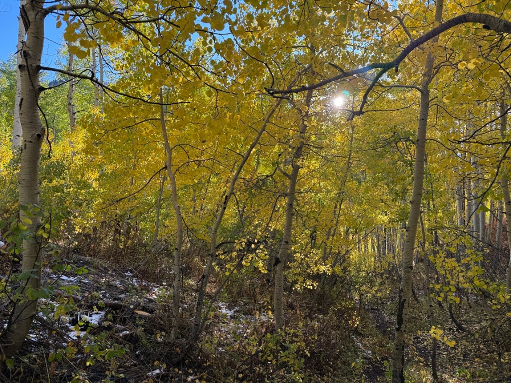 Golden aspens on the Gobblers Knob trail Utah