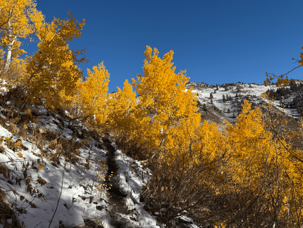 Snowy trail up to Gobblers Knob