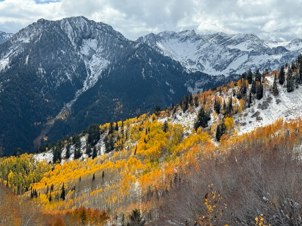 Amazing fall colors in the snow in the Wasatch Mountains, Utah