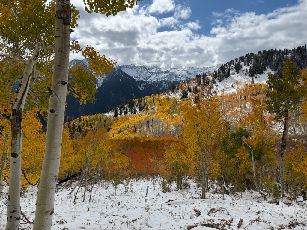 Amazing Wasatch Mountain fall colors in the snow in Utah