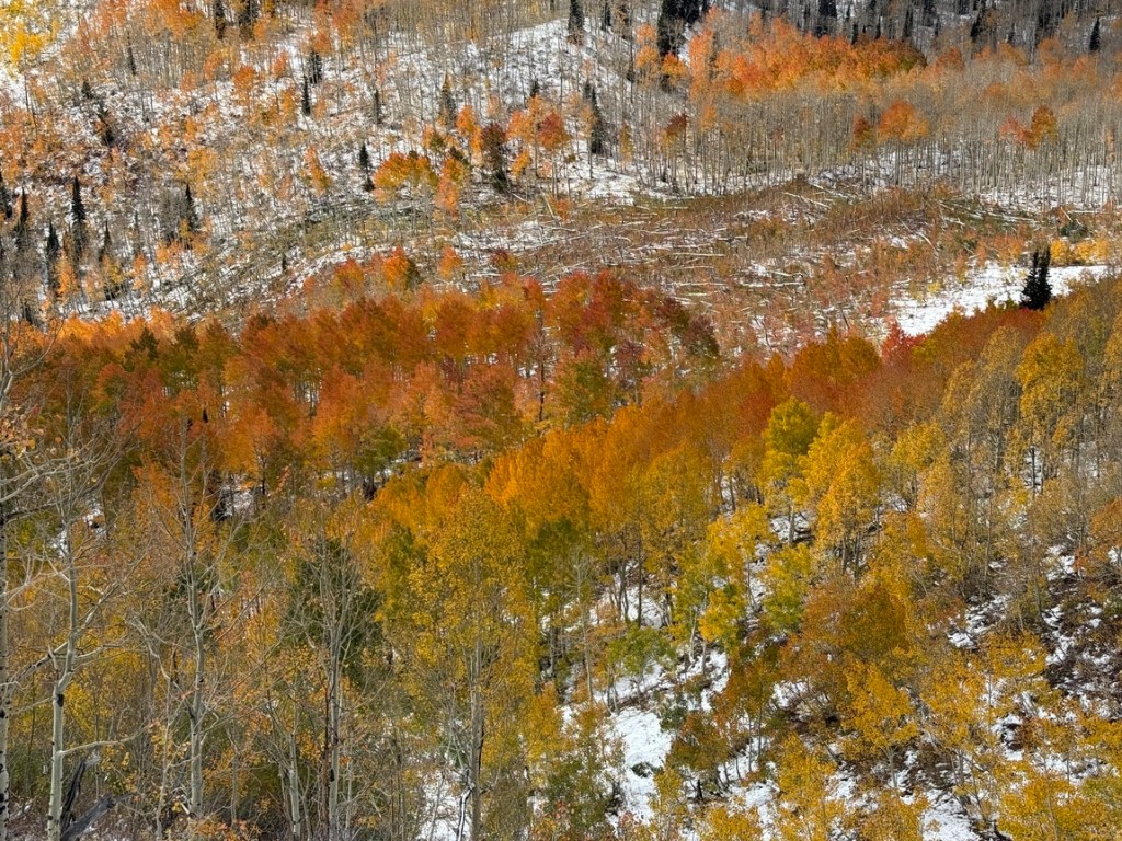 Stunning fall colors in the aspen trees