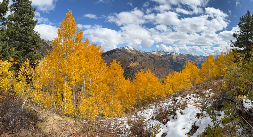 Amazing fall color in the aspens in the Wasatch Mountains of Utah