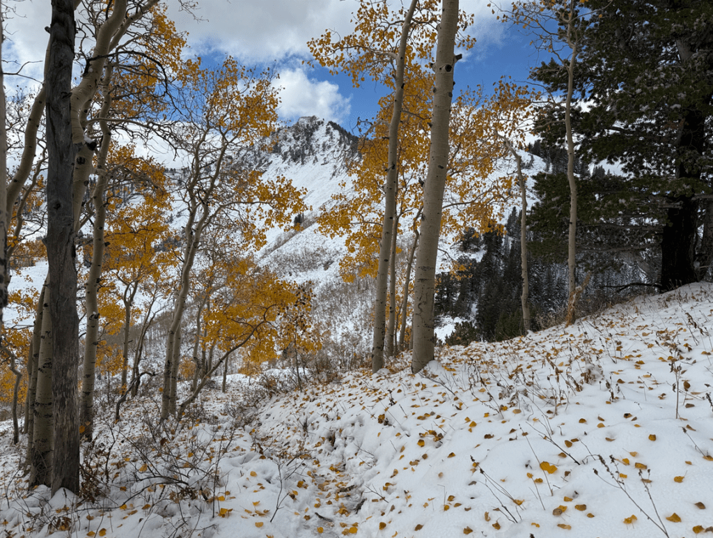 Colorful aspen leaves on the snow almost to Bakers Pass
